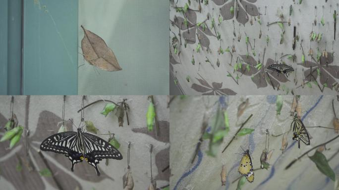 蝴蝶孵化 枯叶蝶 大自然