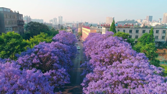 航拍教场中路蓝花楹