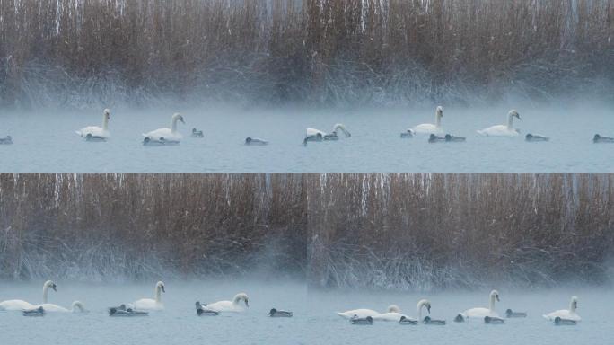 新疆天鹅泉四只白天鹅与雪花共舞