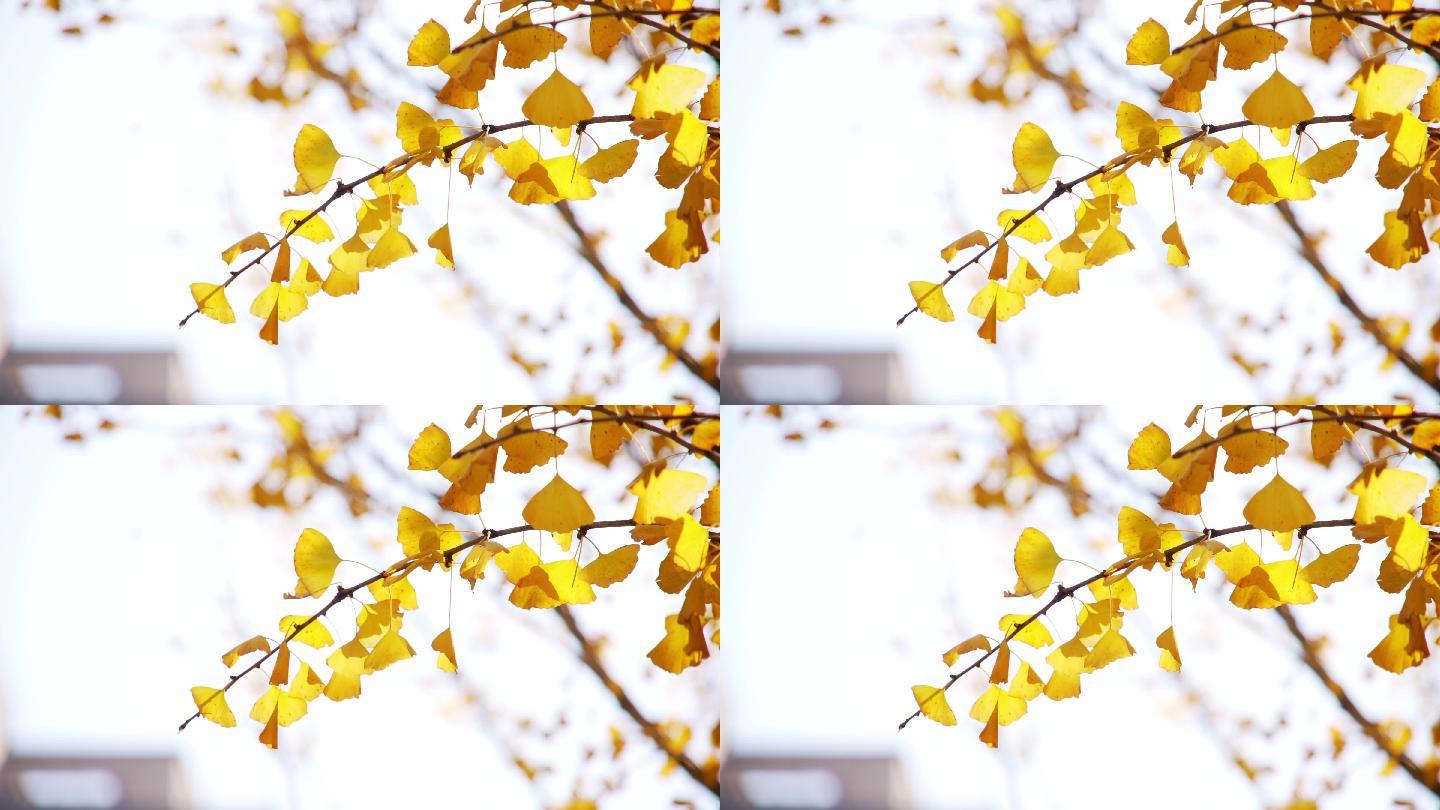 秋天微风中银杏树枝