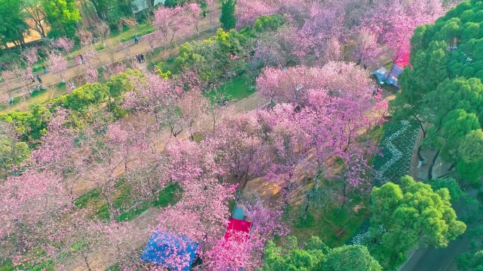 航拍昆明圆通山公园盛开的樱花