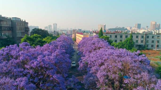 教场中路蓝花楹