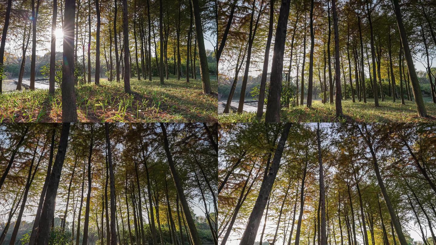 森林树木秋天松树落叶公园4K移动延时摄影