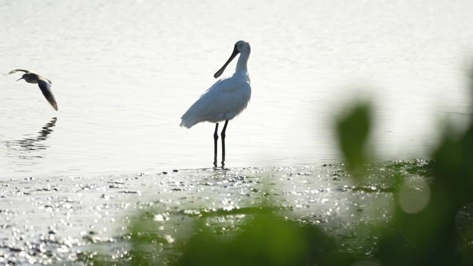 深圳湾红树林黑脸琵鹭海边湿地孤单理羽玩耍