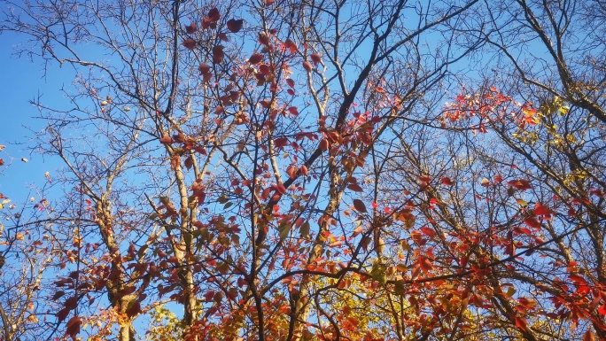 秋天凋零的枯黄树枝树叶