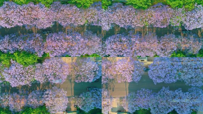 航拍教场中路蓝花楹