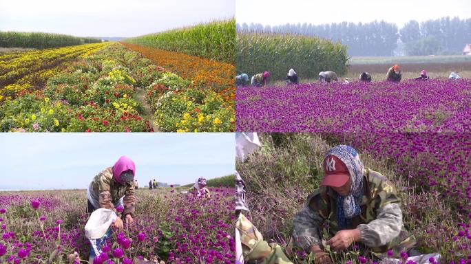 大田种植花卉花农采摘花籽