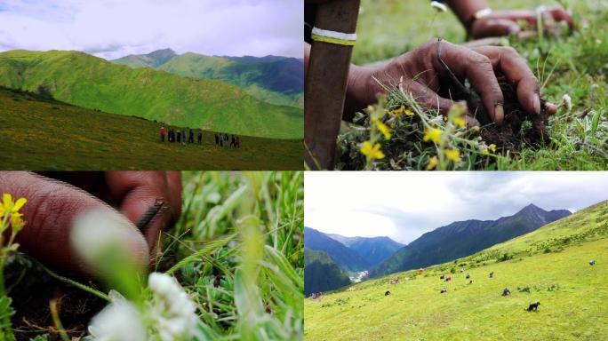 西藏挖虫草农民