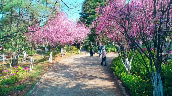 航拍晋宁郑和公园盛开的樱花