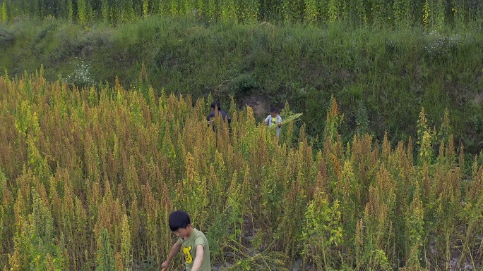 藜麦地收割航拍