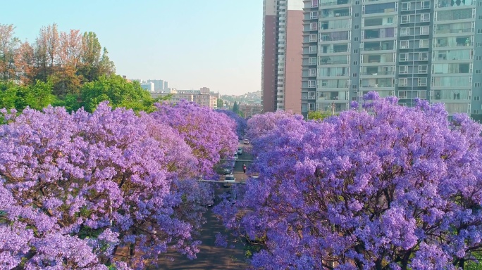 航拍教场中路蓝花楹