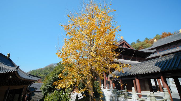 唯美秋天寺庙里的银杏树