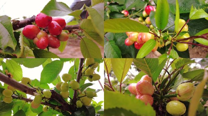 大棚樱桃种植实拍