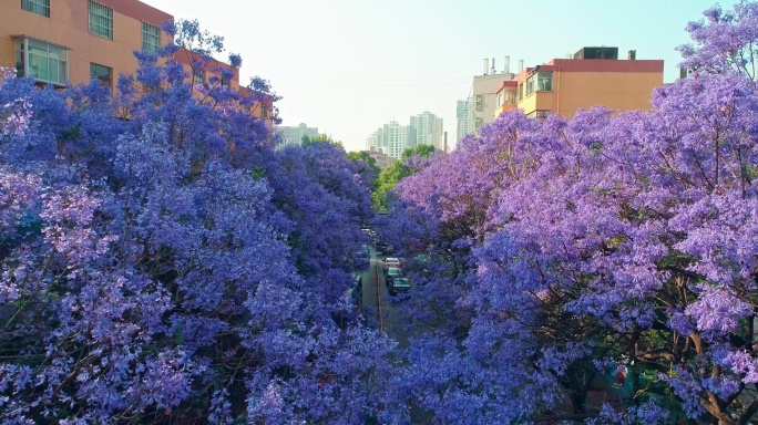 航拍教场中路蓝花楹