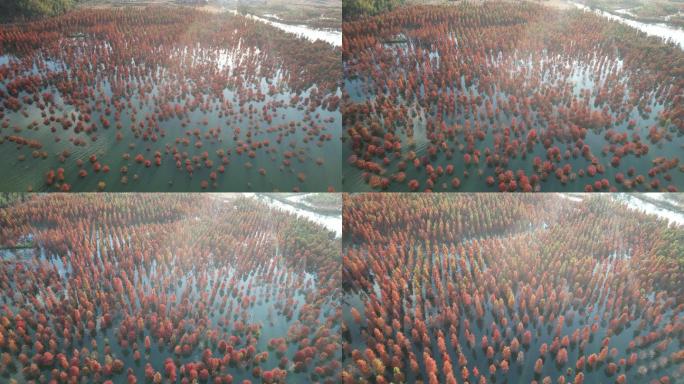 台州黄岩红杉林4k航拍DJI_0392