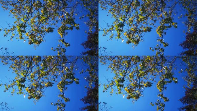 实拍蓝天风吹树枝树叶
