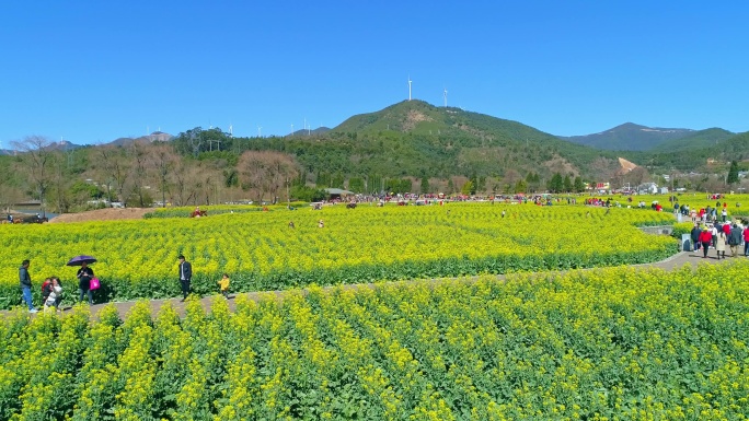 航拍安宁螳螂川油菜花海