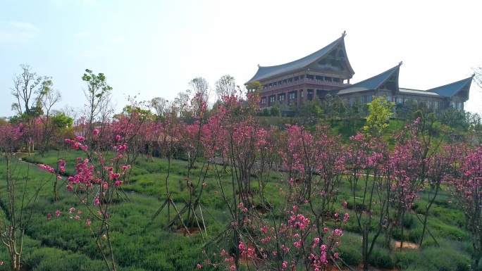 七彩云南古滇名城樱花盛开时节