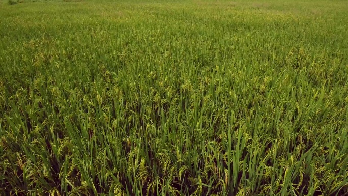 4K 航拍  水稻  稻田