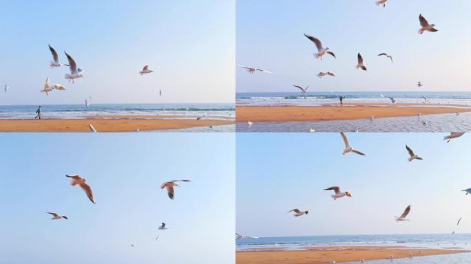 冬日海边可爱的海鸥
