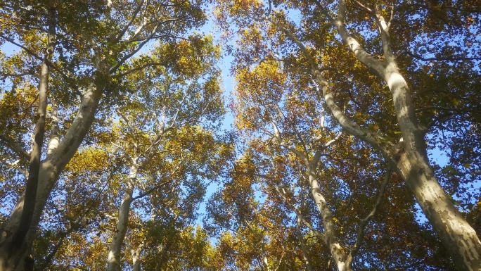 实拍秋天枫树树林植物