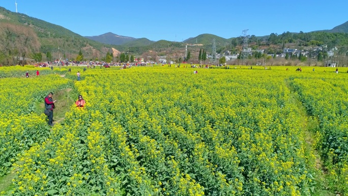 航拍安宁螳螂川油菜花海