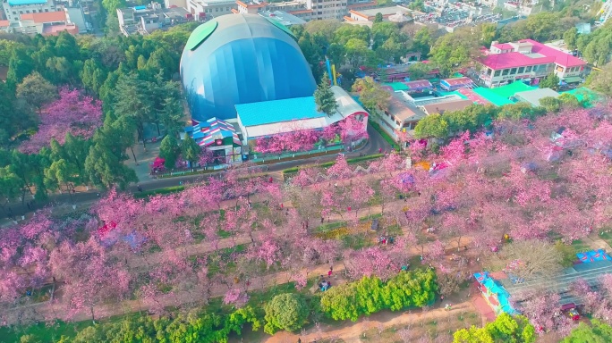 航拍昆明圆通山公园盛开的樱花