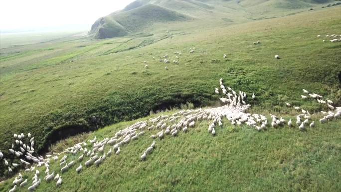 内蒙古草原 羊群 草原风光