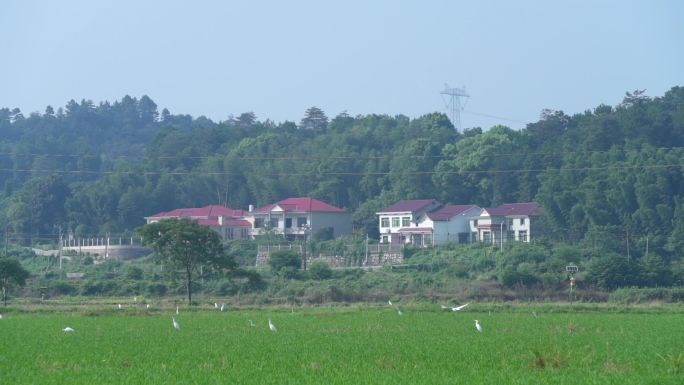 乡村振兴 种田 田园风光 水稻