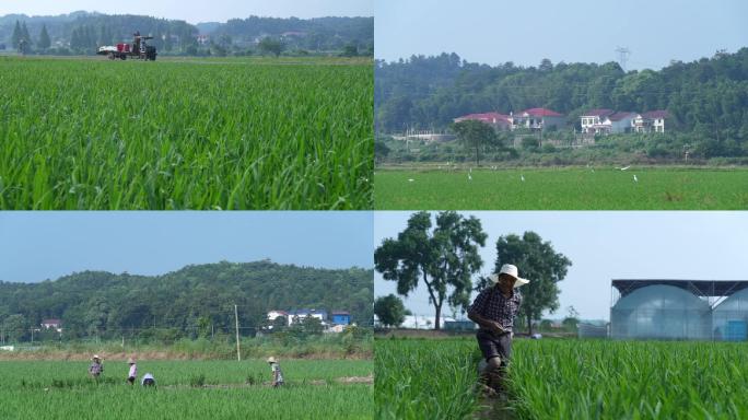 乡村振兴 种田 田园风光 水稻