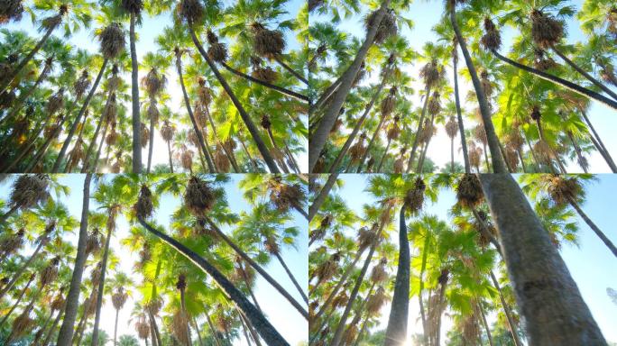 唯美阳光 夏天 热带植物棕榈树林