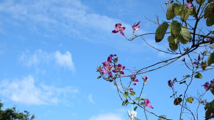 蓝天白云下的花朵空镜慢动作180帧拍摄