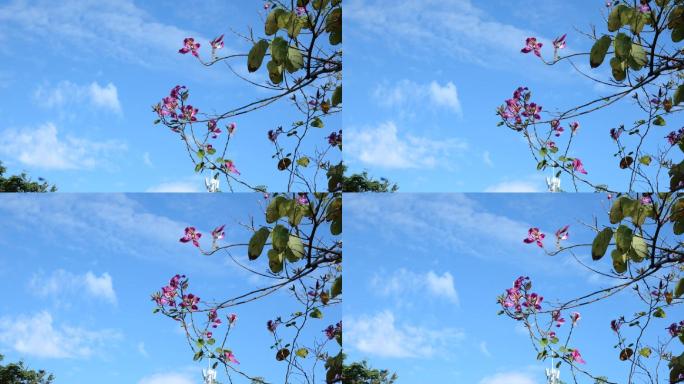 蓝天白云下的花朵空镜慢动作180帧拍摄