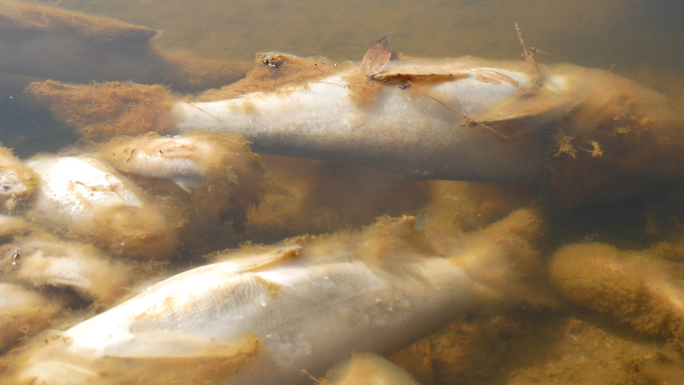 死鱼 水污染