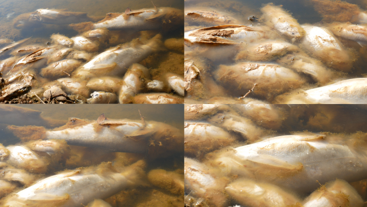 死鱼 水污染