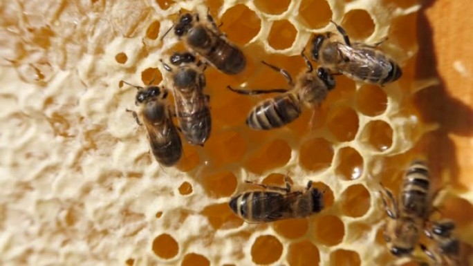 蜂群 蜂群的大部分是工蜂采蜜
