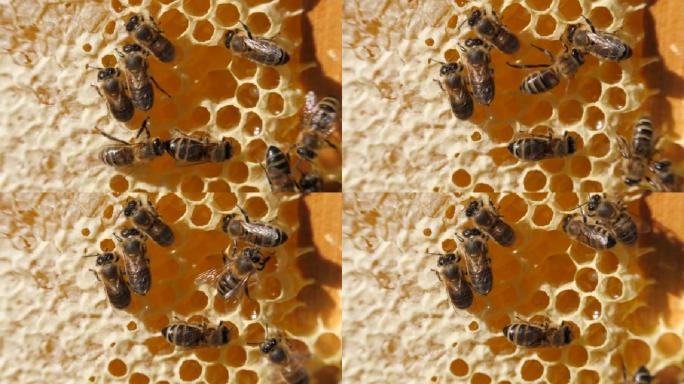 蜂群 蜂群的大部分是工蜂采蜜