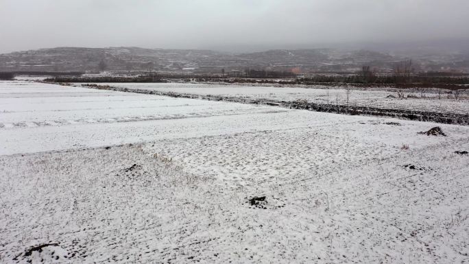 冬季麦苗 积雪下的麦田