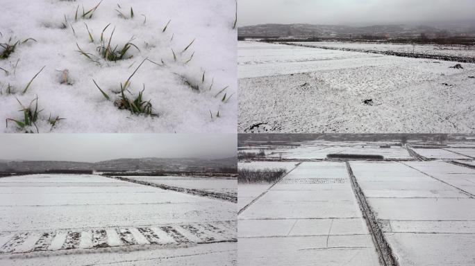 冬季麦苗 积雪下的麦田