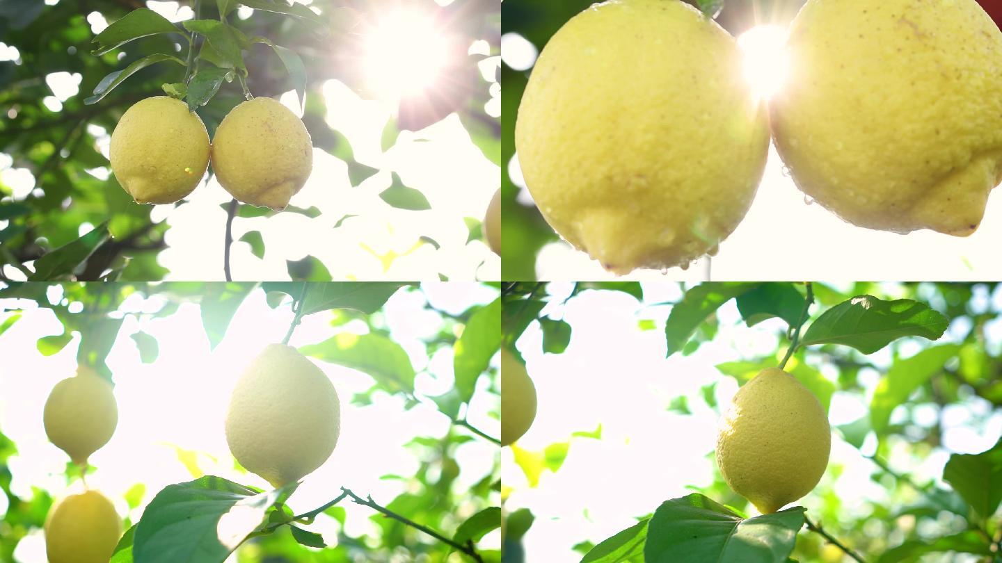 阳光下的柠檬