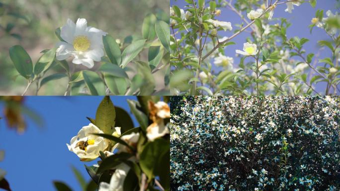 山茶花 油茶花 野花