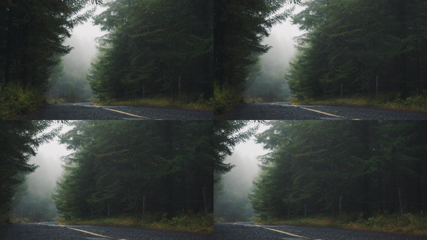 4K清晨雾中林间小路