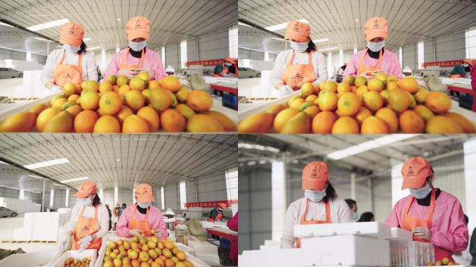 4k水果加工厂工人分拣水果选橙子