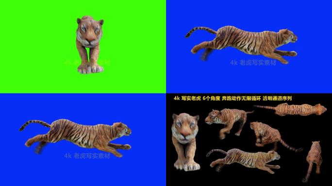 4k_老虎写实素材