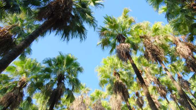 唯美阳光高大的热带植物棕榈树林合集