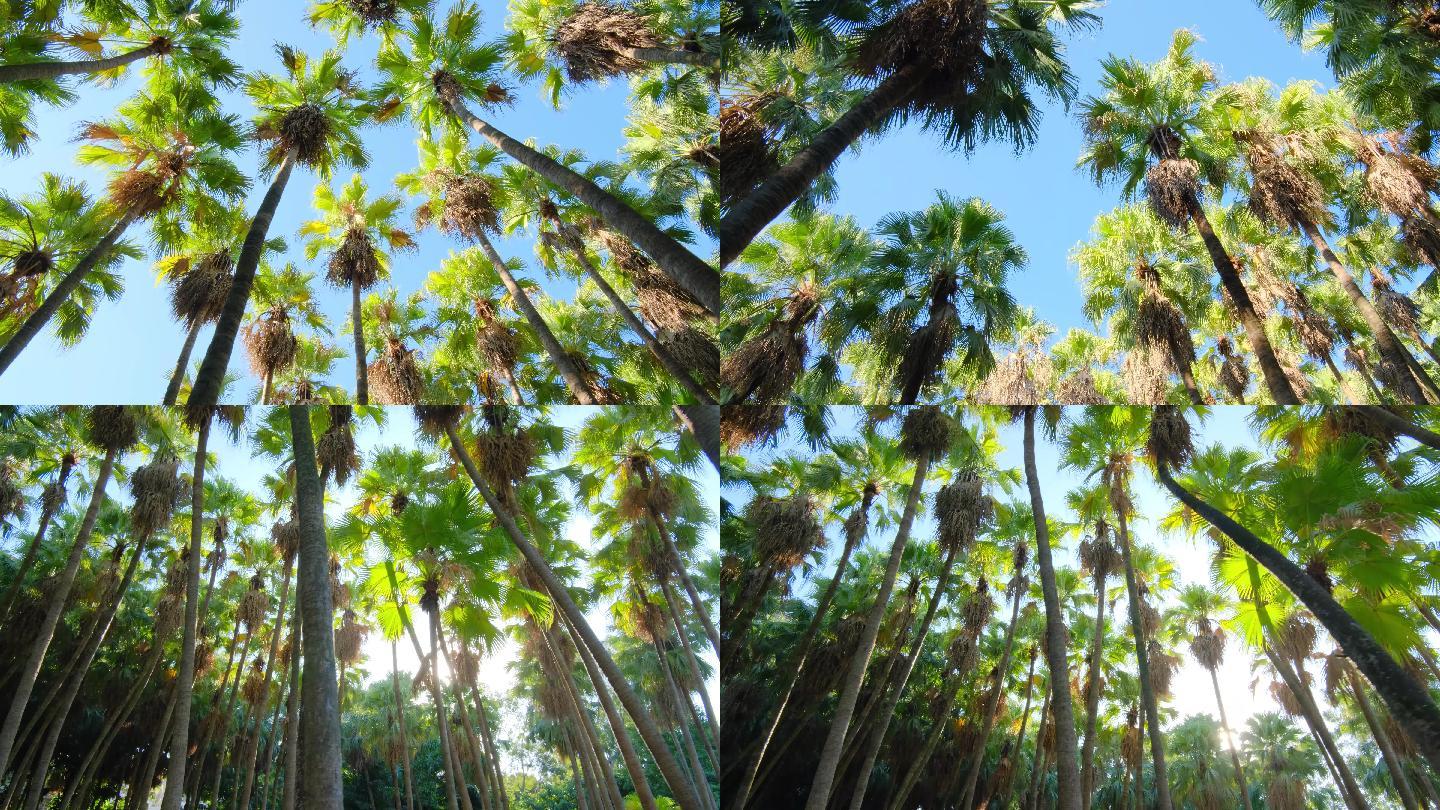 唯美阳光高大的热带植物棕榈树林合集