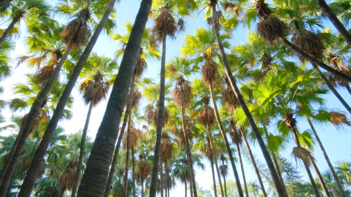 唯美阳光高大的热带植物棕榈树林