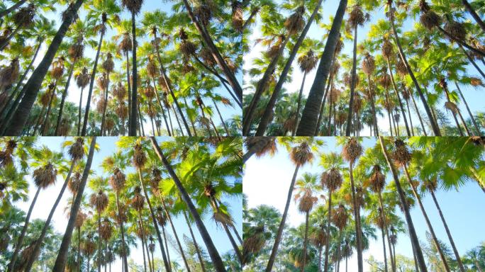 唯美阳光高大的热带植物棕榈树林