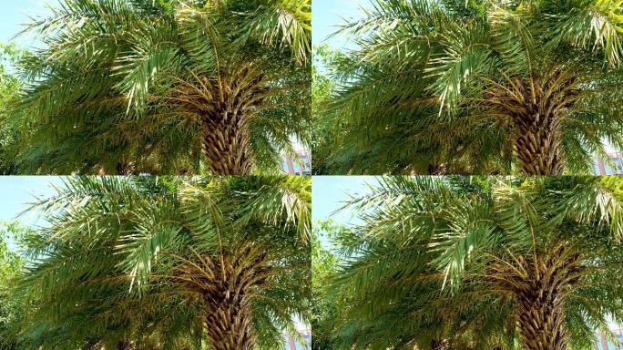 棕树下波光粼粼视频素材空境素材