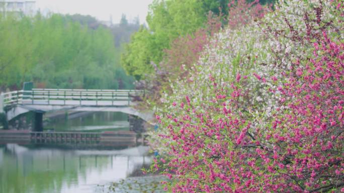 三峡大学、求索溪、桃花、溪